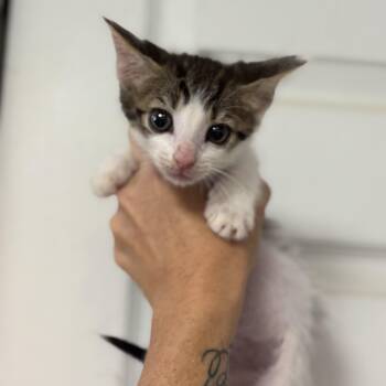 Cookie Crisp -  Domestic Short Hair Cat for Adoption in Columbia, South Carolina - Cookie Crisp | PetCurious