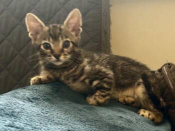 Domestic Short Hair Cats Available for Adoption in St. Cloud, Florida - Flop | PetCurious