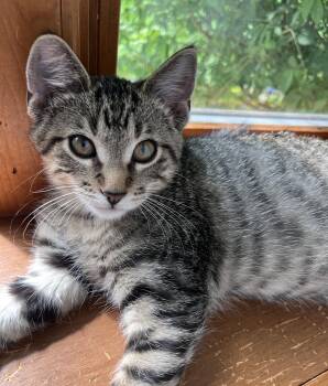 Fairfax -  Tabby and Domestic Short Hair Cat for Adoption in Lombard, Illinois - Fairfax | PetCurious