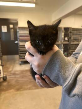 Rescue Domestic Short Hair Cats for Adoption in Minot, North Dakota - Thud | PetCurious