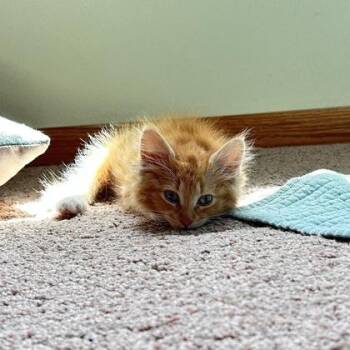 Sadie -  Domestic Short Hair Cat for Adoption in Janesville, Wisconsin - Sadie | PetCurious