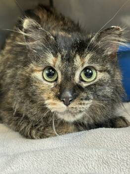 Rescue Domestic Medium Hair Cats for Adoption in Virginia, Minnesota - Snickers | PetCurious