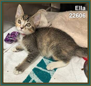 ELLA (see also MILES and LOUIS) -  Domestic Short Hair and Tabby Cat for Adoption in Marietta, Georgia - ELLA (see Also MILES And LOUIS) | PetCurious