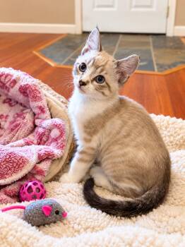 Gibbs Napa -  Siamese Cat for Adoption in Napa, California - Gibbs Napa | PetCurious