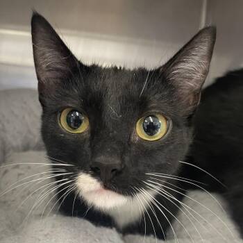 Domestic Short Hair Cats Available for Adoption - Fiona | PetCurious