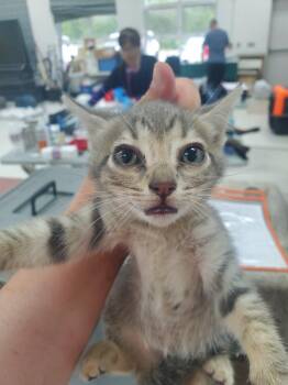Moraine -  Domestic Short Hair Cat for Adoption in Wasilla, Alaska - Moraine | PetCurious