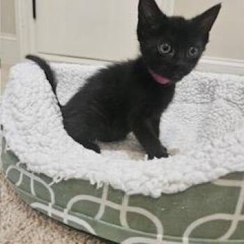 Domestic Short Hair Cats Available for Adoption in Waxhaw, North Carolina - Titania | PetCurious