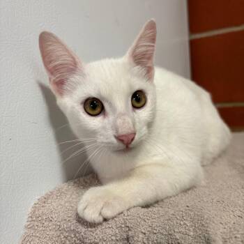 Pierogi -  Domestic Short Hair Cat for Adoption in Cabot, Arkansas - Pierogi | PetCurious