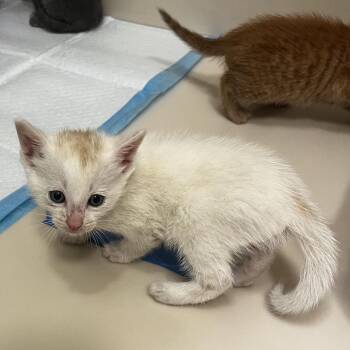Poppy -  Domestic Short Hair Cat for Adoption in Los Angeles, California - Poppy | PetCurious