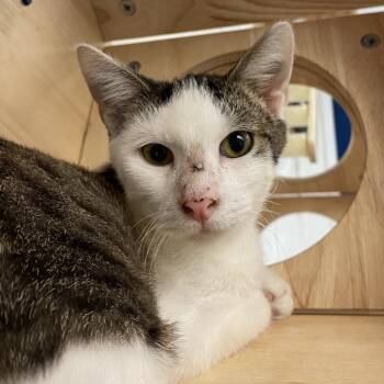 Martin -  Domestic Short Hair Cat for Adoption in Dayton, Ohio - Martin | PetCurious