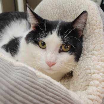 Bug -  Domestic Short Hair Cat for Adoption in Nashville, Indiana - Bug | PetCurious