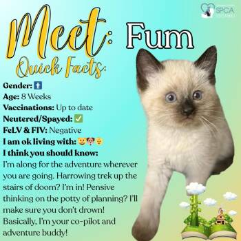 Siamese Cats Available for Adoption in Fulton, New York - Fum | PetCurious