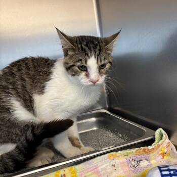 Domestic Short Hair Cats Available for Adoption in Dekalb, Illinois - Ruhn | PetCurious