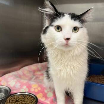 Mango -  Domestic Medium Hair Cat for Adoption in Kanab, Utah - Mango | PetCurious