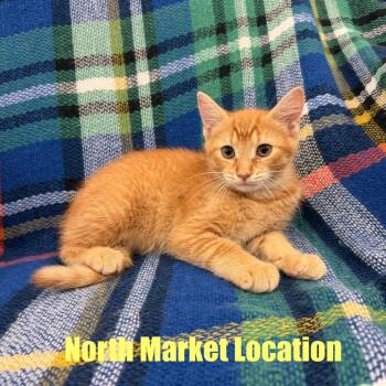 Snes -  Domestic Short Hair Cat for Adoption in Raleigh, North Carolina - Snes | PetCurious