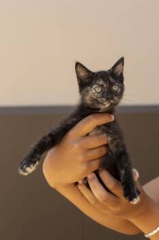 Ember -  Domestic Short Hair Cat for Adoption in Elk Grove, California - Ember | PetCurious