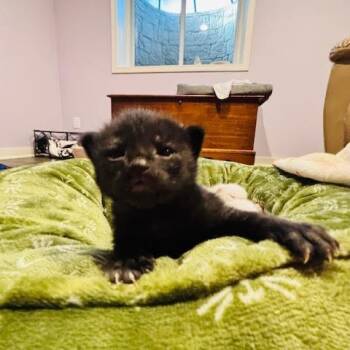Domestic Short Hair Cats Available for Adoption in Madison, Wisconsin - Molasses | PetCurious