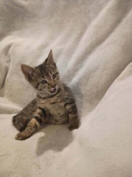 McChicken -  Domestic Short Hair Cat for Adoption in Metamora, Illinois - McChicken | PetCurious