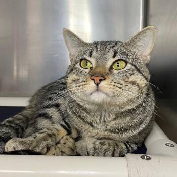 Domestic Short Hair Cats Available for Adoption - Ashe | PetCurious