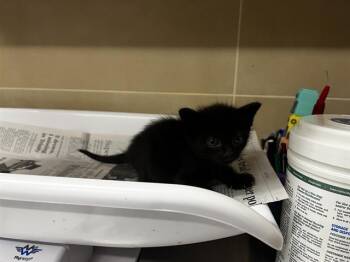TAFFY -  Domestic Short Hair Cat for Adoption in Grand Prairie, Texas - TAFFY | PetCurious