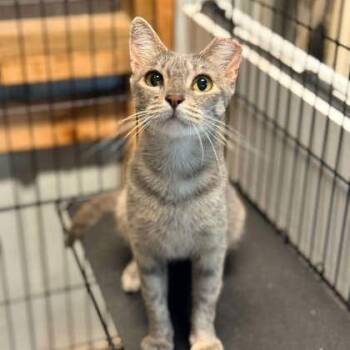 Maybe -  Domestic Short Hair Cat for Adoption in Springfield, Missouri - Maybe | PetCurious