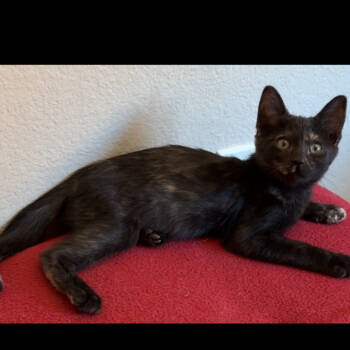 Rescue Domestic Short Hair Cats for Adoption in Las Vegas, Nevada - Heidi | PetCurious