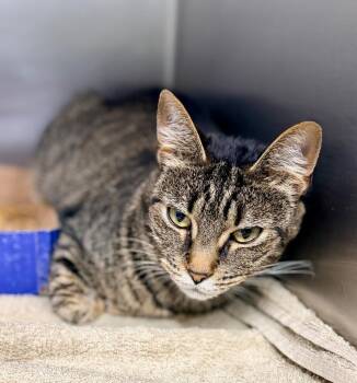 Melody -  Domestic Short Hair Cat for Adoption in Danielsville, Georgia - Melody | PetCurious