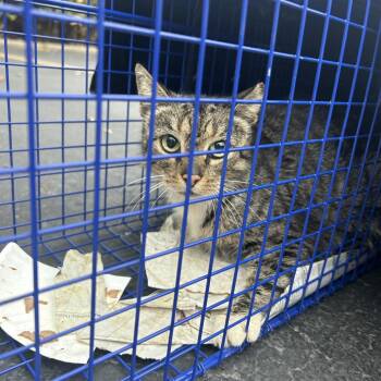 Domestic Short Hair Cats Available for Adoption - Karen | PetCurious