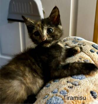 Tiramisu -  Domestic Short Hair Cat for Adoption in Johnson City, Tennessee - Tiramisu | PetCurious