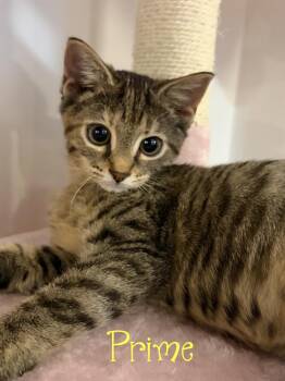 Prime...the perfect kitten, you