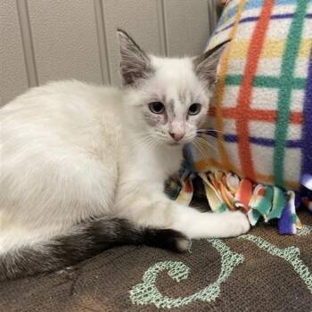 Rescue Domestic Short Hair Cats for Adoption in Long Beach, California - Yuki | PetCurious