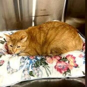 Tabby Cats Available for Adoption in Henderson, Nevada - SABIE | PetCurious