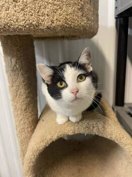 Rescue Domestic Short Hair Cats for Adoption in Calhoun, Kentucky - Josie | PetCurious