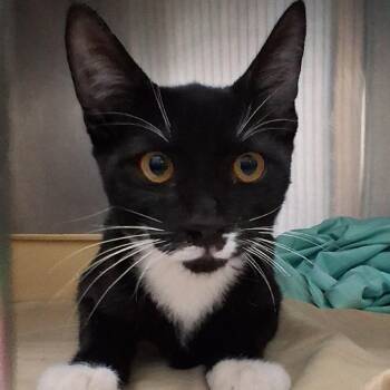 Whiskerton -  Domestic Short Hair Cat for Adoption in Bullhead City, Arizona - Whiskerton | PetCurious