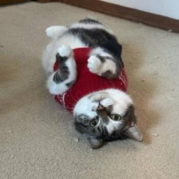 Domestic Short Hair Cats Available for Adoption - Phantom | PetCurious