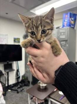 Domestic Short Hair Cats Available for Adoption in West Chester, Pennsylvania - Trina | PetCurious