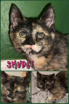 Smudge -  Domestic Short Hair Cat for Adoption in Evans, Georgia - Smudge | PetCurious
