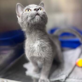Hotdog -  Domestic Short Hair Cat for Adoption in Marshalltown, Iowa - Hotdog | PetCurious