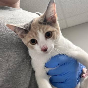 Sarah -  Domestic Short Hair Cat for Adoption in Concord, North Carolina - Sarah | PetCurious