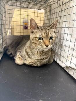 Domestic Short Hair Cats Available for Adoption in Fort Myers, Florida - SHELBY | PetCurious