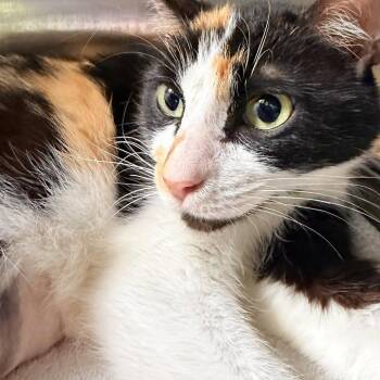 Domestic Short Hair Cats Available for Adoption in Hilton Head Island, South Carolina - Ginger | PetCurious