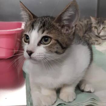 Darryl -  Domestic Short Hair Cat for Adoption in Spokane, Washington - Darryl | PetCurious