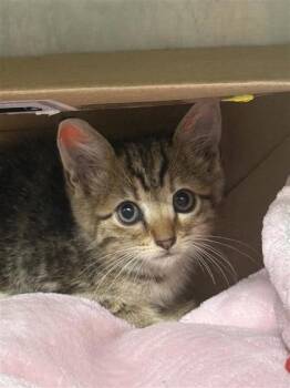 Briar -  Domestic Short Hair Cat for Adoption in Largo, Florida - Briar | PetCurious