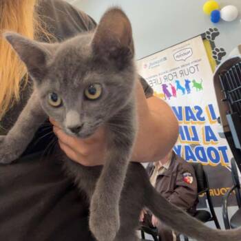 Panther -  Domestic Short Hair Cat for Adoption in Marshall, Texas - Panther | PetCurious