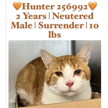 Hunter -  Domestic Short Hair Cat for Adoption - Hunter | PetCurious