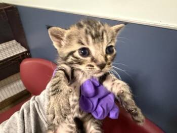 MERIDA -  Domestic Short Hair Cat for Adoption in Doral, Florida - MERIDA | PetCurious