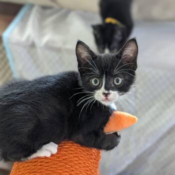 Marvin -  Domestic Short Hair Cat for Adoption in Portland, Oregon - Marvin | PetCurious