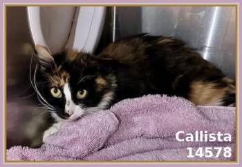 Rescue Domestic Medium Hair Cats for Adoption in Marietta, Georgia - CALLISTA | PetCurious