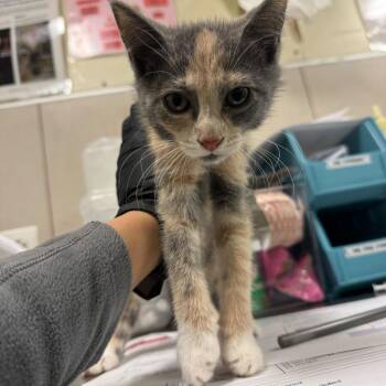 Candy -  Domestic Short Hair Cat for Adoption in Chicago, Illinois - Candy | PetCurious