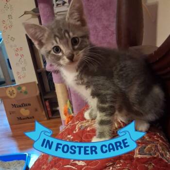 HOOK -  Domestic Short Hair Cat for Adoption in Tallahassee, Florida - HOOK | PetCurious